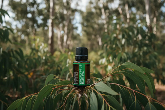 Australian Eucalyptus Radiata Pure Essential Oil Green Danae